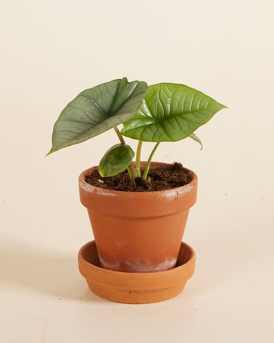 Baby Alocasia Elephant ears Platinum