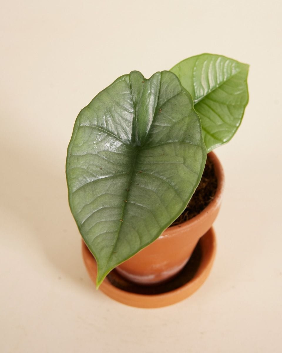 Baby Alocasia Elephant ears Platinum