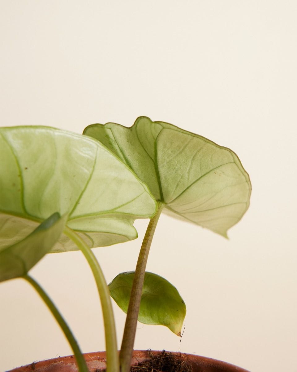 Baby Alocasia Elephant ears Platinum