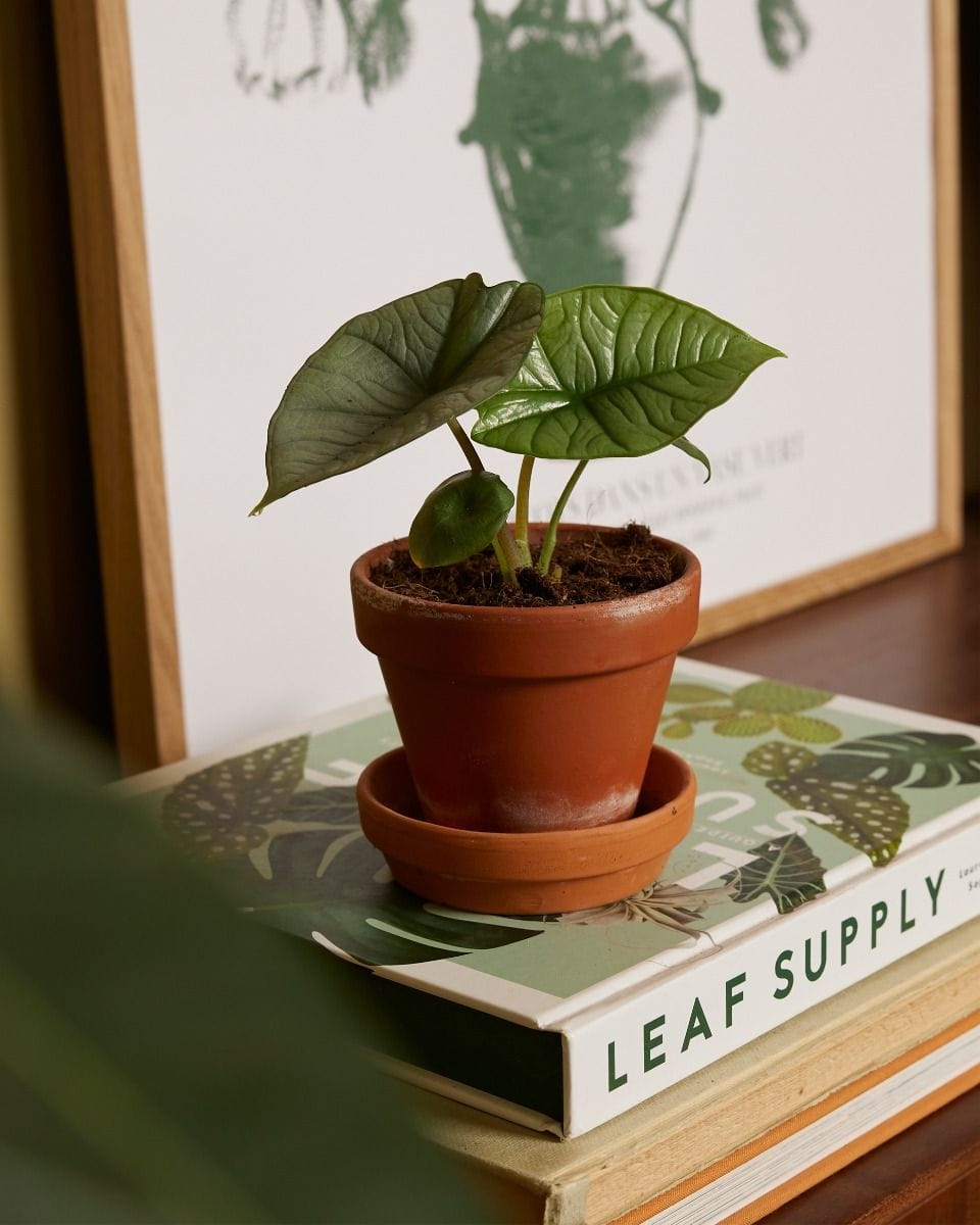 Baby Alocasia Elephant ears Platinum