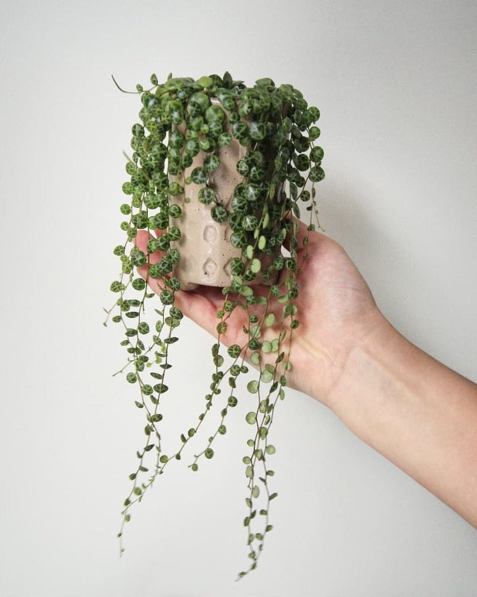 Baby Peperomia String of Turtles Prostrata