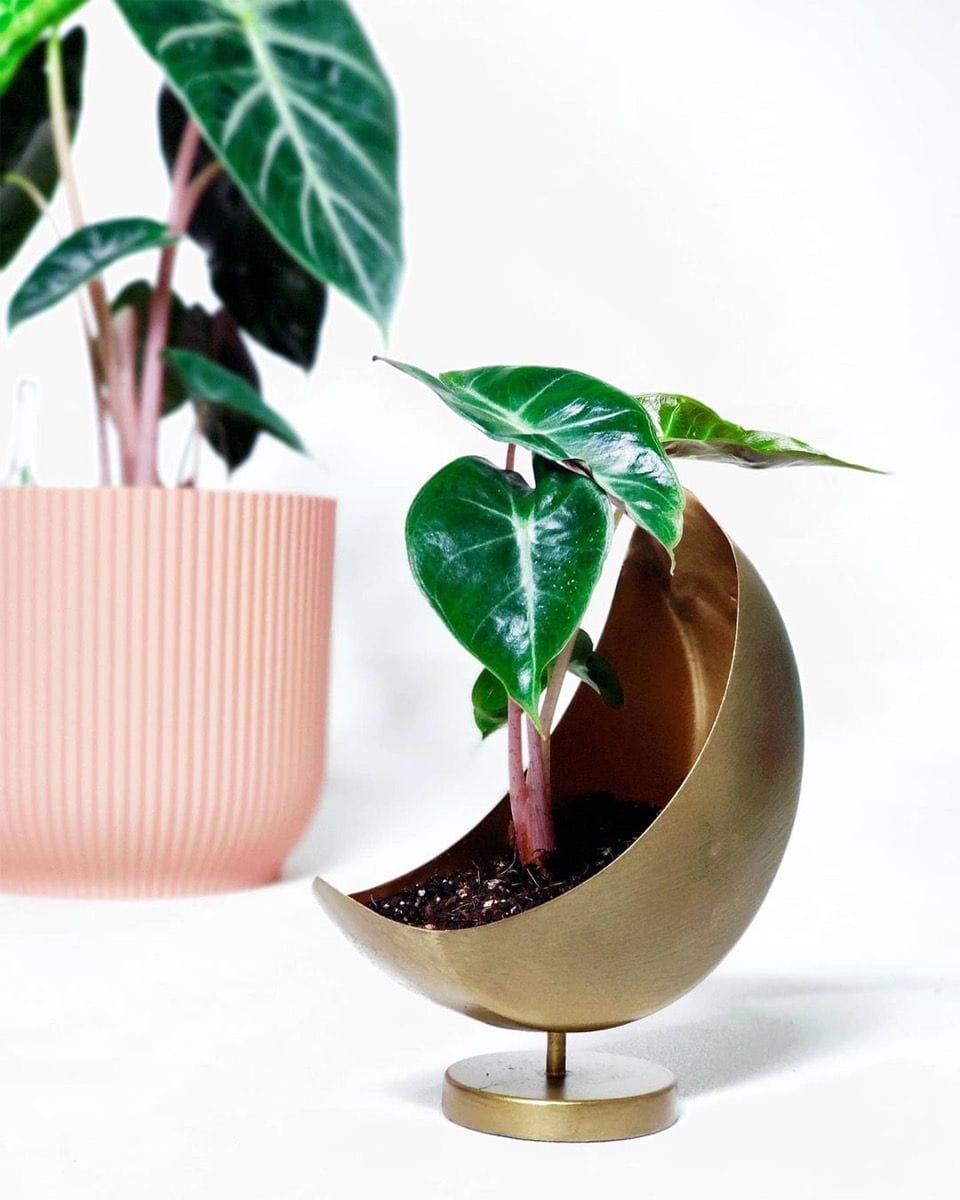 Baby Alocasia Elephant Ear Pink Dragon