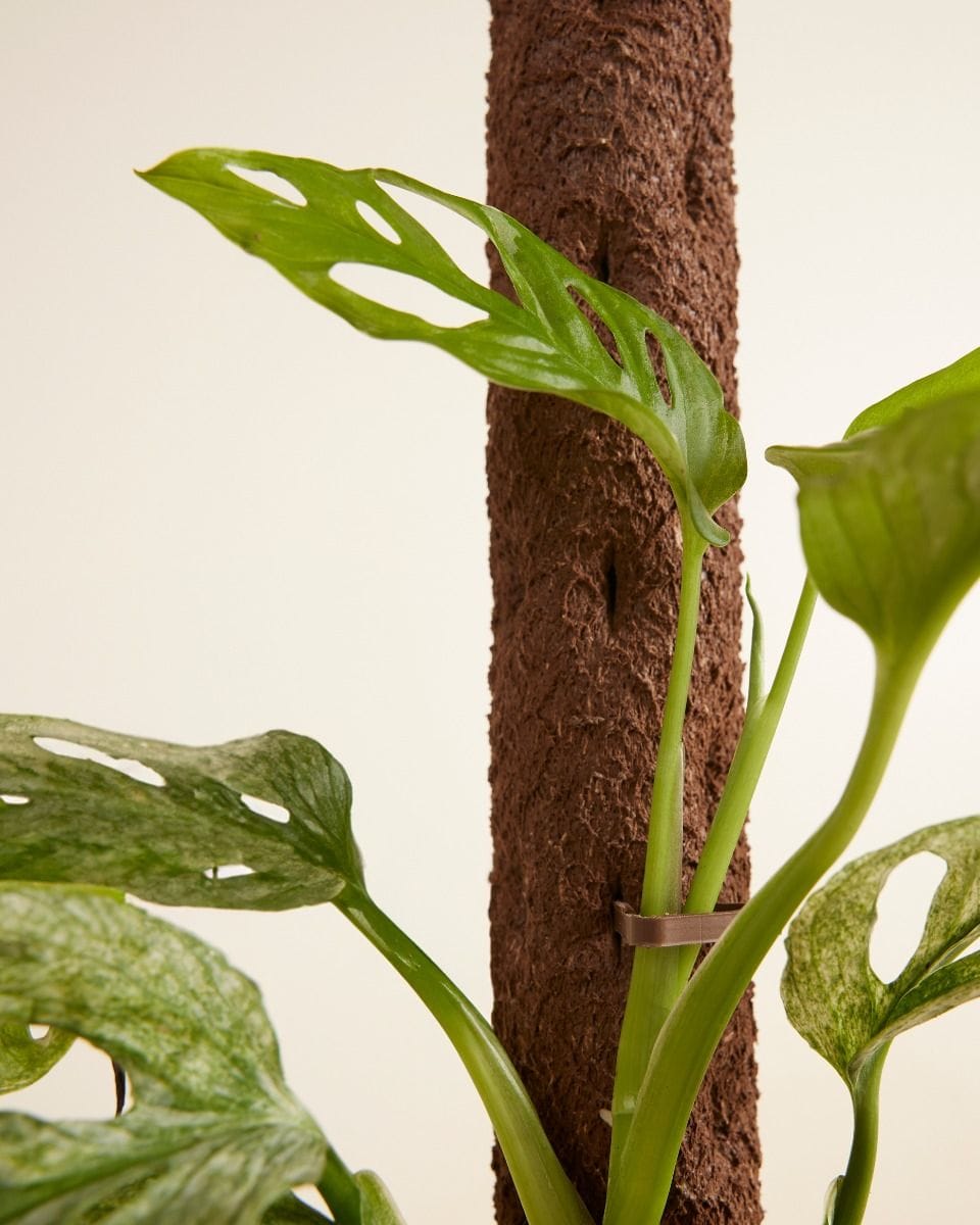 Kratiste Biodegradable Climbing Pole  50 cm incl. 15 clips & connector