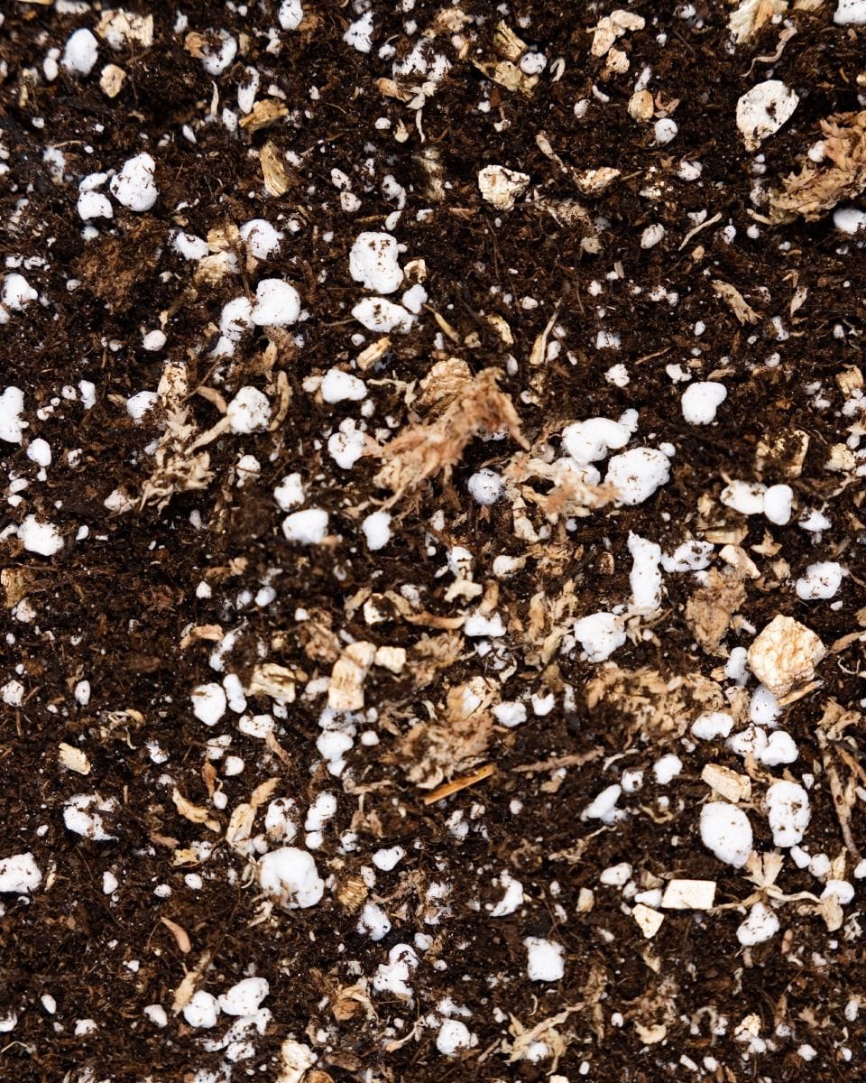Propagation Substrates Set Care Set