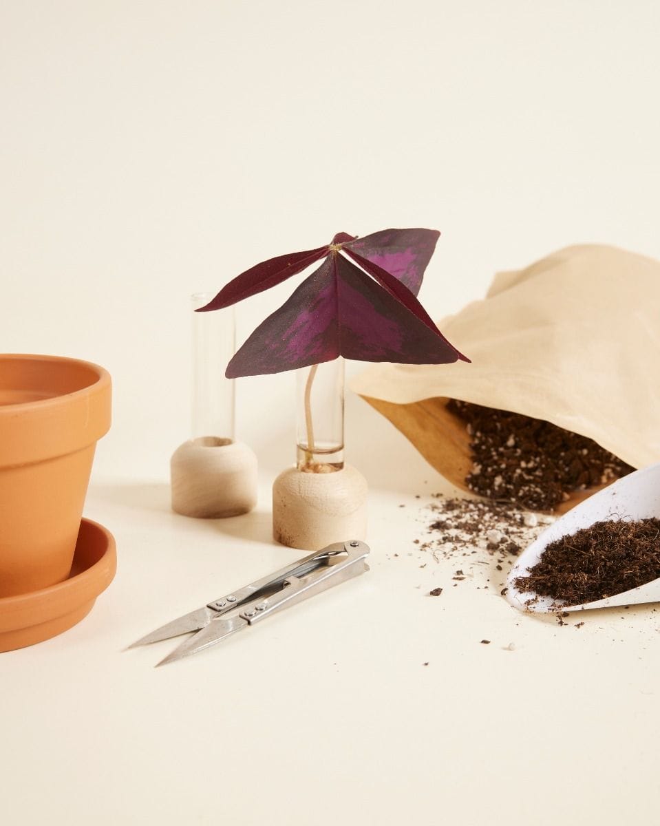 Propagation Kit Care Set
