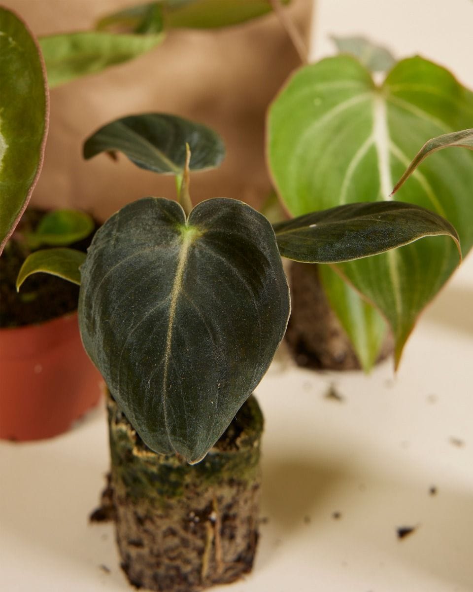 Rare Plant Super Baby Mix Set  Productset