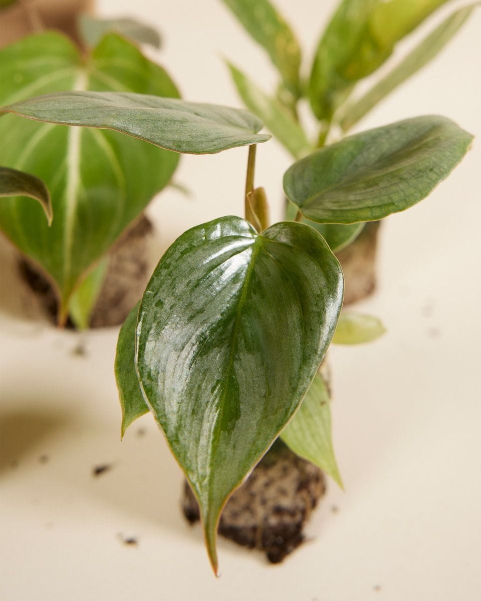 Rare Plant Super Baby Mix Set  Productset