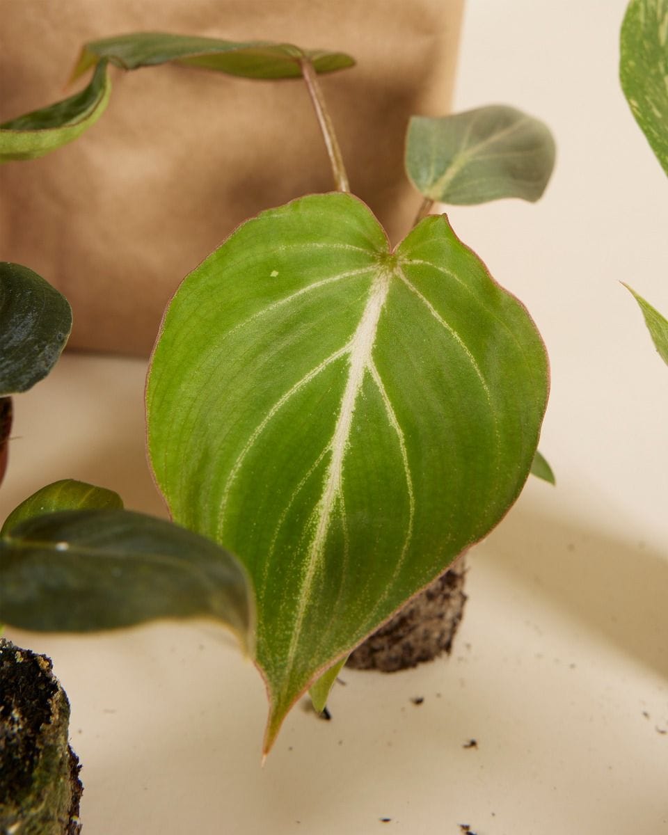Rare Plant Super Baby Mix Set  Productset