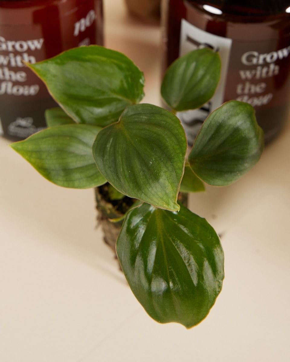 Rare Plant Super Baby Mix Set  Productset