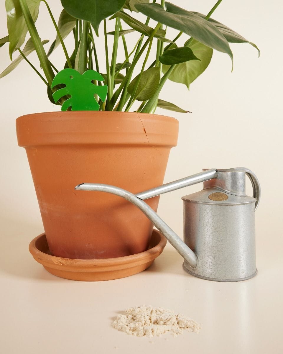 Pest control combideal: fungus gnats Felti + Sticky leaves