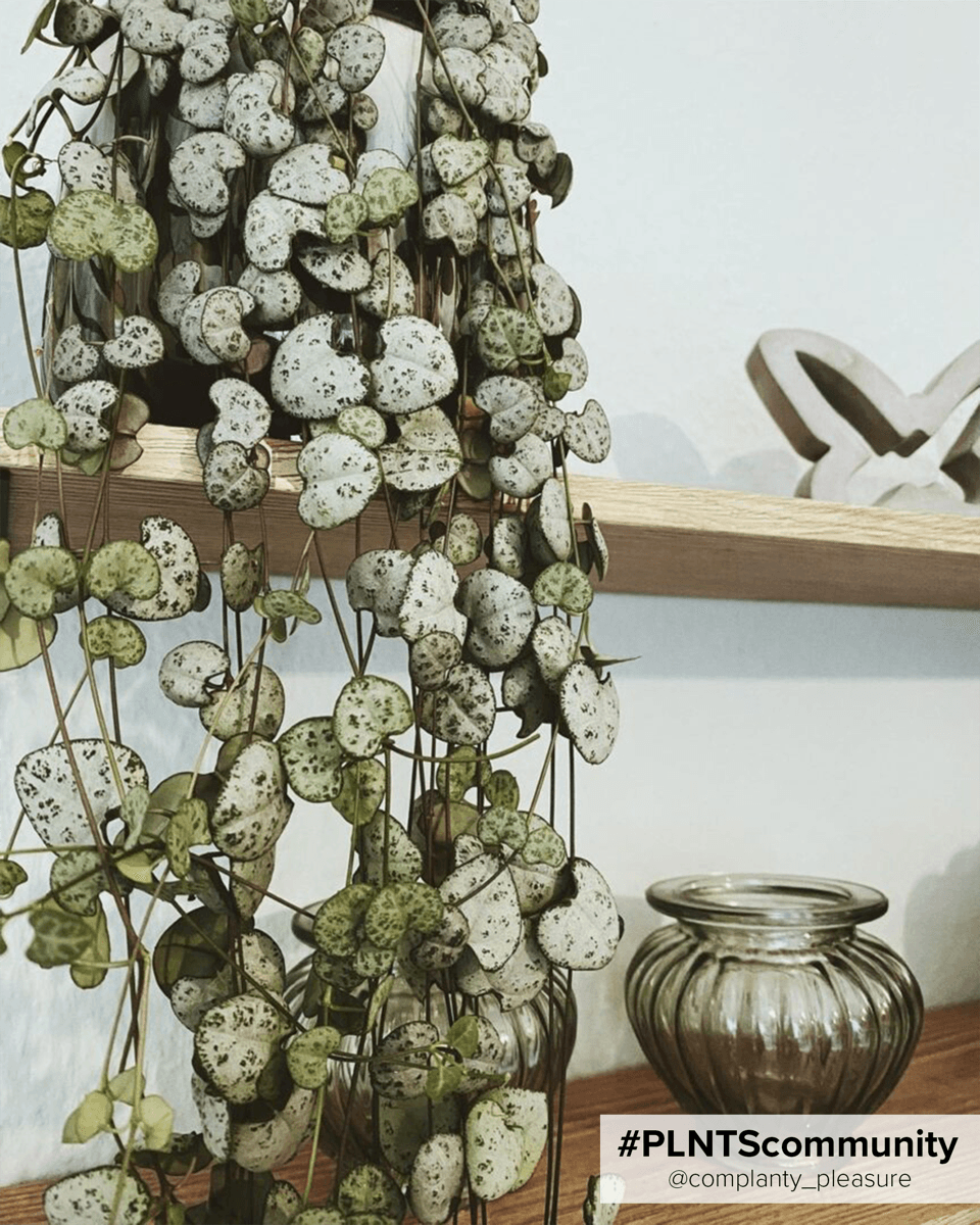 Baby Ceropegia Woodii Lantern Flower String of Hearts