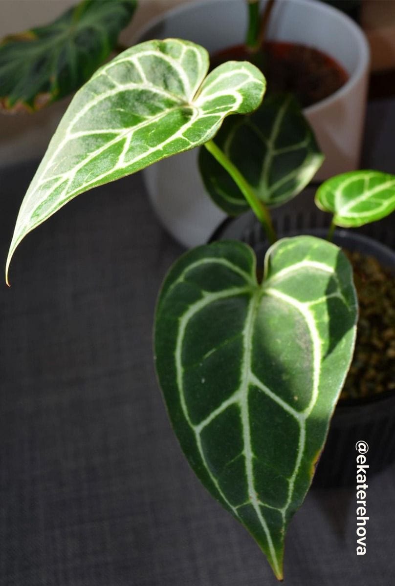 Baby Anthurium Flamingo flowers Silver Blush