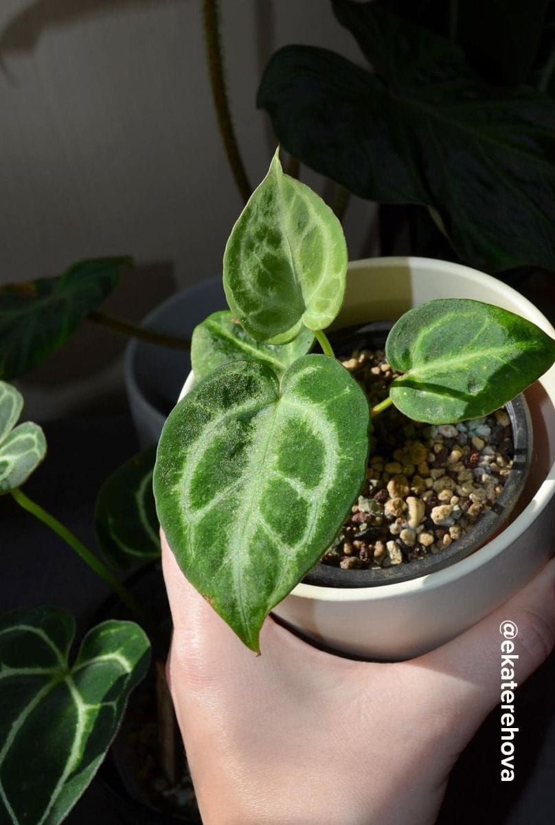 Baby Anthurium Flamingo flowers Silver Blush