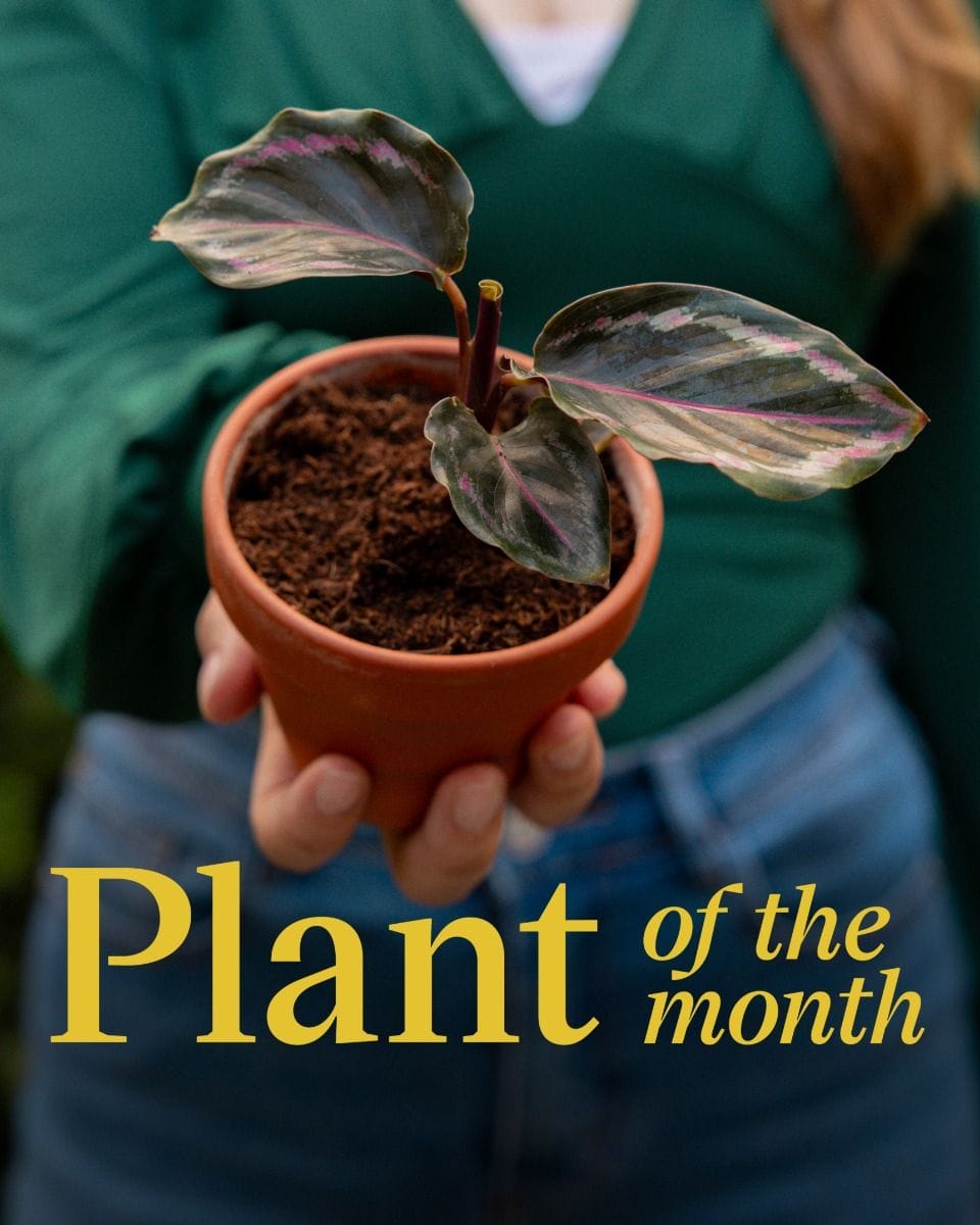 Baby Calathea Prayer plant Medallion